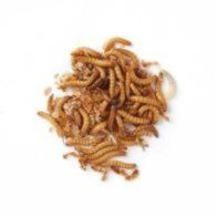 See more information about the Bag of Mealworms 100g Birdfood